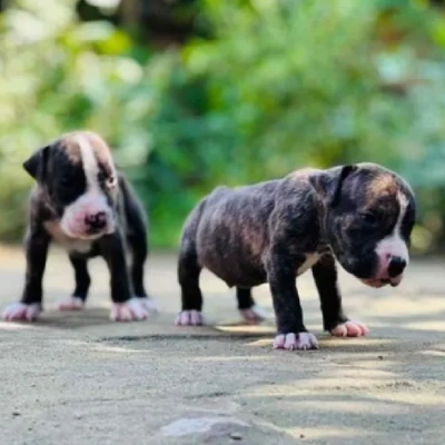 Boxer Price in Bangalore | Boxer Puppies for sale in Bangalore