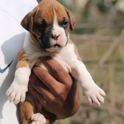 Boxer Price in Bangalore | Boxer Puppies for sale in Bangalore