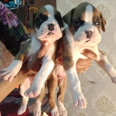 Boxer Price in Bangalore | Boxer Puppies for sale in Bangalore