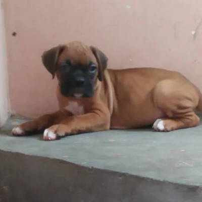 Boxer Price in Bangalore | Boxer Puppies for sale in Bangalore