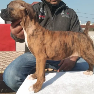 Boxer Price in Bangalore | Boxer Puppies for sale in Bangalore