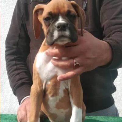 Boxer Price in Bangalore | Boxer Puppies for sale in Bangalore