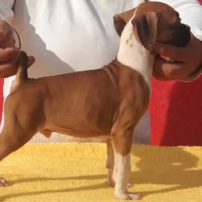 Boxer Price in Bangalore | Boxer Puppies for sale in Bangalore