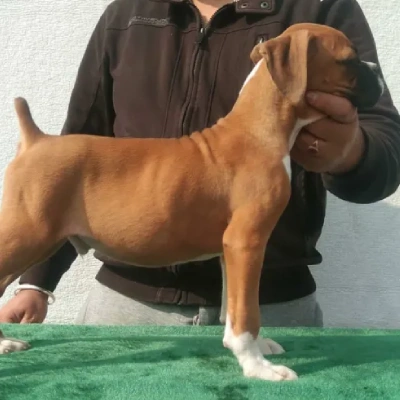 Boxer Price in Mumbai | Boxer Puppies for sale in Mumbai