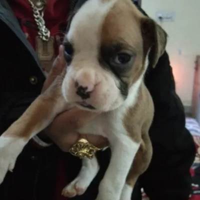 Boxer Price in Bangalore | Boxer Puppies for sale in Bangalore