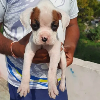 Boxer Price in Bangalore | Boxer Puppies for sale in Bangalore