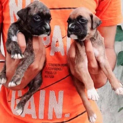 Boxer Price in Chennai | Boxer Puppies for sale in Chennai