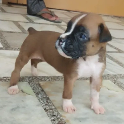 Boxer Price in Bangalore | Boxer Puppies for sale in Bangalore