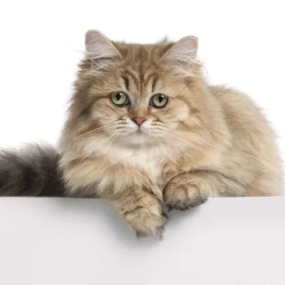 British Longhair cat Price in Mumbai | British Longhair cats for sale in Mumbai