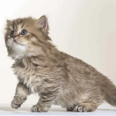 British Longhair cat Price in Mumbai | British Longhair cats for sale in Mumbai