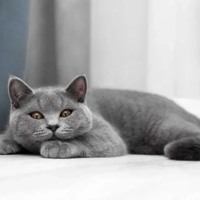 British Shorthair cat Price in Bangalore | British Shorthair cats for sale in Bangalore