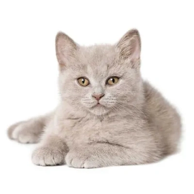 British Shorthair cat Price in Bangalore | British Shorthair cats for sale in Bangalore