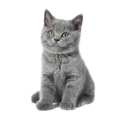 British Shorthair cat Price in Bangalore | British Shorthair cats for sale in Bangalore