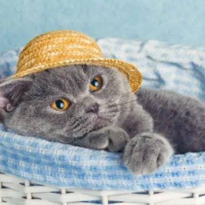 British Shorthair cat Price in Mumbai | British Shorthair cats for sale in Mumbai