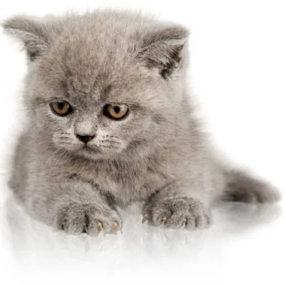 British Shorthair cat Price in Mumbai | British Shorthair cats for sale in Mumbai