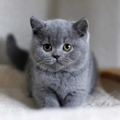 British Shorthair cat Price in Mumbai | British Shorthair cats for sale in Mumbai