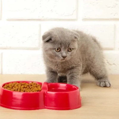 British Shorthair cat Price in Mumbai | British Shorthair cats for sale in Mumbai