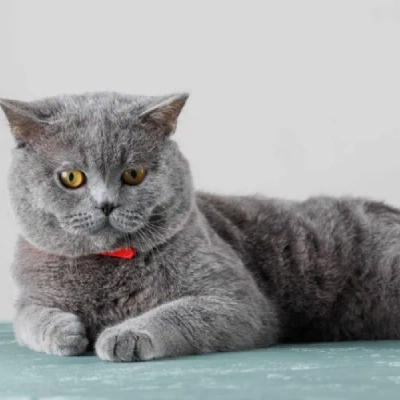 British Shorthair cat Price in Bangalore | British Shorthair cats for sale in Bangalore