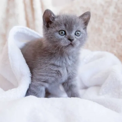 British Shorthair cat Price in Mumbai | British Shorthair cats for sale in Mumbai