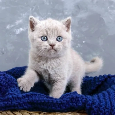 British Shorthair cat Price in Bangalore | British Shorthair cats for sale in Bangalore