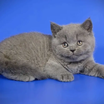 British Shorthair puppies for sale