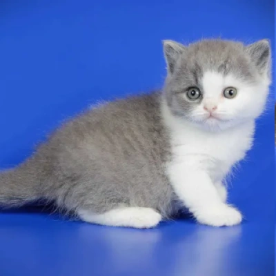 British Shorthair cat Price in Bangalore | British Shorthair cats for sale in Bangalore