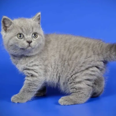 British Shorthair cat Price in Bangalore | British Shorthair cats for sale in Bangalore