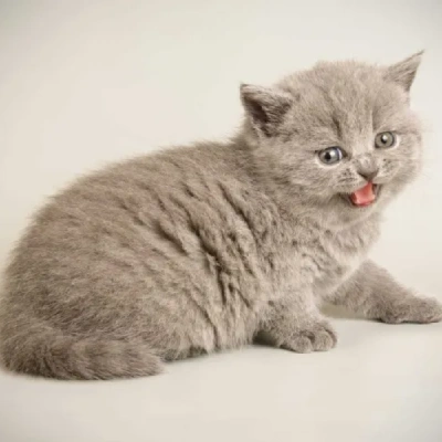 British Shorthair cat Price in Bangalore | British Shorthair cats for sale in Bangalore