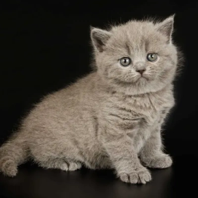 British Shorthair cat Price in Bangalore | British Shorthair cats for sale in Bangalore