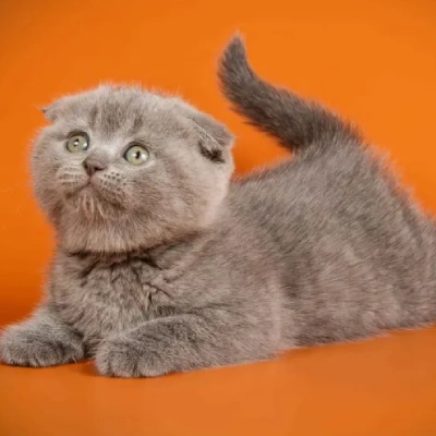 British Shorthair cat Price in Bangalore | British Shorthair cats for sale in Bangalore