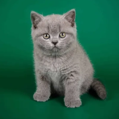 British Shorthair cat Price in Bangalore | British Shorthair cats for sale in Bangalore