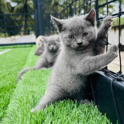 British Shorthair cat Price in Mumbai | British Shorthair cats for sale in Mumbai