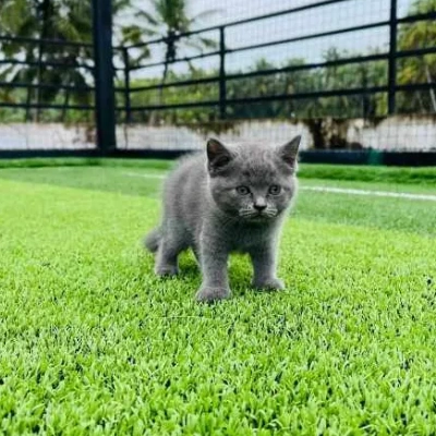 British Shorthair cat Price in Bangalore | British Shorthair cats for sale in Bangalore