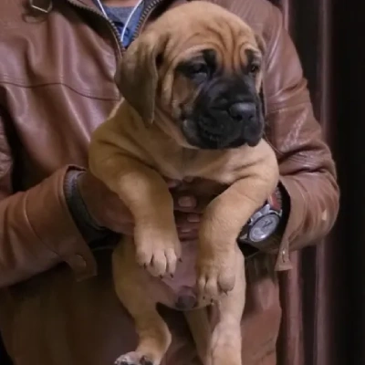 Bull mastiff Price in Surat | Bull mastiff Puppies for sale in Surat