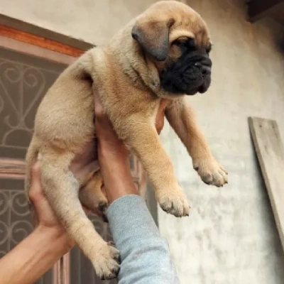 Bull mastiff Price in Surat | Bull mastiff Puppies for sale in Surat