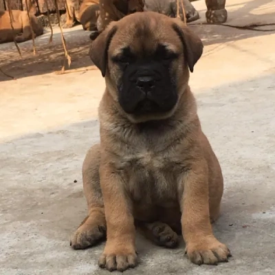 Bull mastiff Price in Surat | Bull mastiff Puppies for sale in Surat