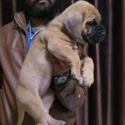 Bull mastiff Price in Surat | Bull mastiff Puppies for sale in Surat