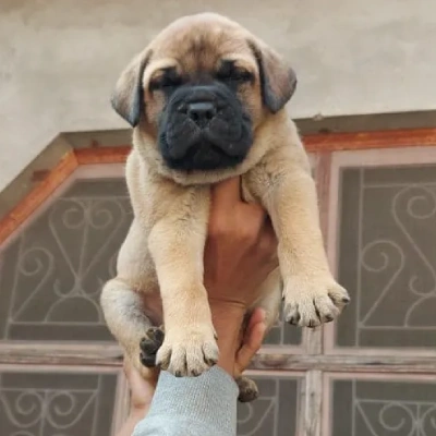 Bull mastiff Price in Surat | Bull mastiff Puppies for sale in Surat