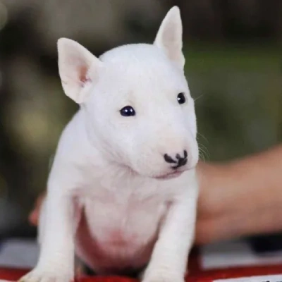 Bull Terrier Price in Nashik | Bull Terrier Puppies for sale in Nashik