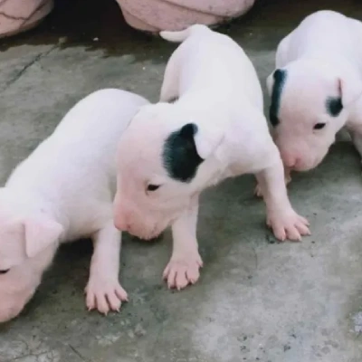 Bull Terrier Price in Nashik | Bull Terrier Puppies for sale in Nashik