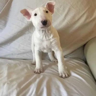 Bull Terrier Price in Nashik | Bull Terrier Puppies for sale in Nashik