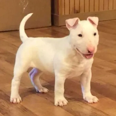 Bull Terrier Price in Nashik | Bull Terrier Puppies for sale in Nashik