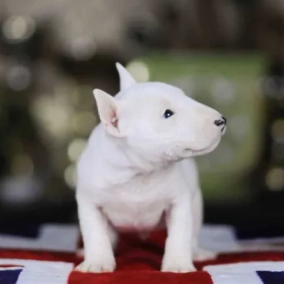 Bull Terrier Price in Nashik | Bull Terrier Puppies for sale in Nashik