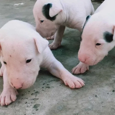 Bull Terrier Price in Nashik | Bull Terrier Puppies for sale in Nashik