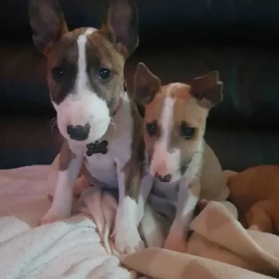 Bull Terrier Price in Nashik | Bull Terrier Puppies for sale in Nashik