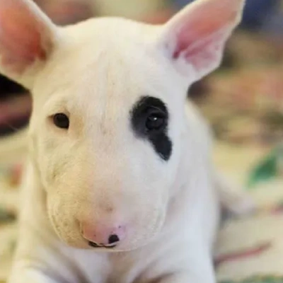 Bull Terrier Price in Nashik | Bull Terrier Puppies for sale in Nashik