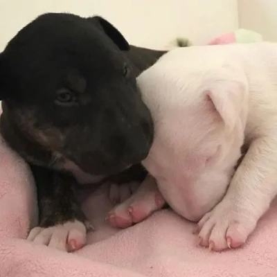 Bull Terrier Price in Nashik | Bull Terrier Puppies for sale in Nashik