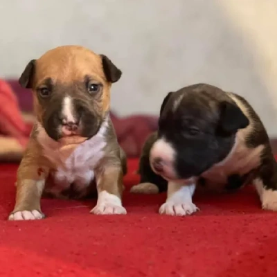 Bull Terrier Price in Nashik | Bull Terrier Puppies for sale in Nashik