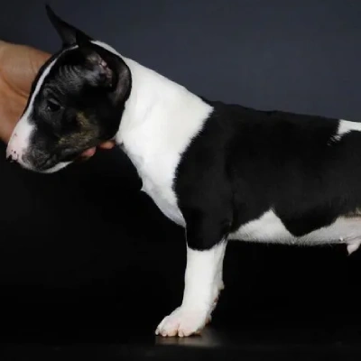 Bull Terrier Price in Nashik | Bull Terrier Puppies for sale in Nashik