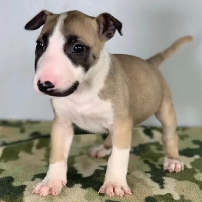 Bull Terrier Price in Visakhapatnam | Bull Terrier Puppies for sale in Visakhapatnam